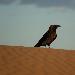 Corbeau brun