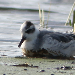 Phalarope &agrave; bec large