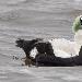 Eider à lunettes