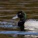 Fuligule milouinan
