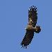 Aigle criard