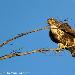 Buse variable