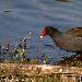 Gallinule poule-d'eau