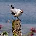 Mouette rieuse