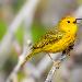 Paruline jaune