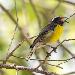 Sucrier  ventre jaune
