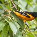 Oriole de Baltimore