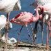 Flamant nain