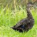 Canard noir