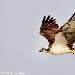Balbuzard pêcheur