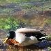 Canard colvert