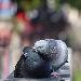 Pigeon biset (domestique y compris)
