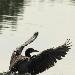Grand Cormoran