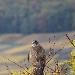 Buse variable