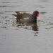 Gallinule poule-d'eau