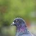 Pigeon biset domestique