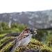 Moineau domestique