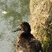 Fuligule morillon