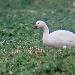 Cygne de Bewick