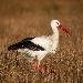 Cigogne blanche