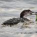 Plongeon imbrin