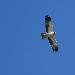 Aigle bott�