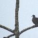 Pigeon rousset