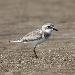 Gravelot tib�tain
