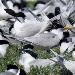 Sterne �l�gante