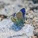 Azur� alpin
