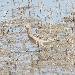 B�casseau rousset