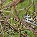 Paruline � flancs marron