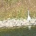 Grande Aigrette