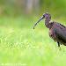 Ibis falcinelle