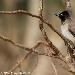 Bulbul d'Arabie