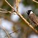 Bulbul  oreillons blancs