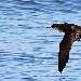 Puffin des Bal&eacute;ares