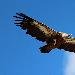 Vautour fauve