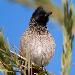 Bulbul  ventre rouge