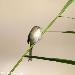 Prinia gracile (split : Egypte, Isral)