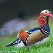 Canard mandarin