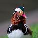 Canard mandarin
