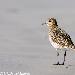 Pluvier doré