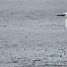 Aigrette garzette