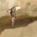 Fulmar boréal