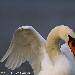 Cygne tubercul
