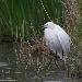 Aigrette garzette