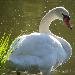 Cygne tubercul�