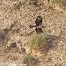 Aigle de Bonelli