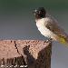 Bulbul d'Arabie